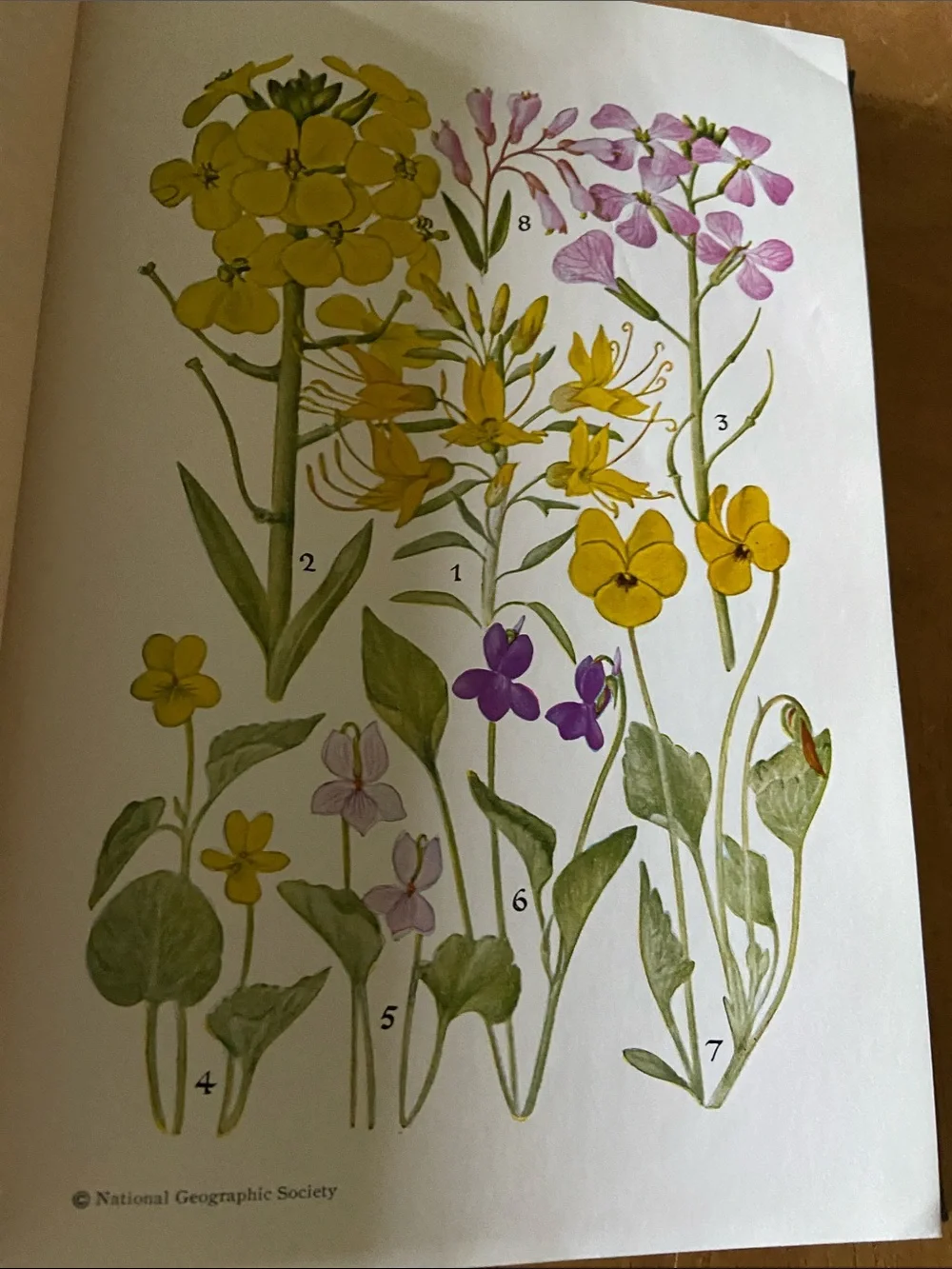 Flowers West Coast Botanical Book flower floral wildflower wildflowers plants hc